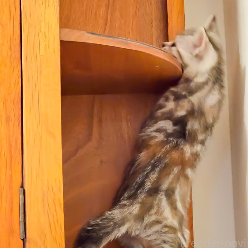 販売中の群馬県のアメリカンショートヘア-130240の16枚目