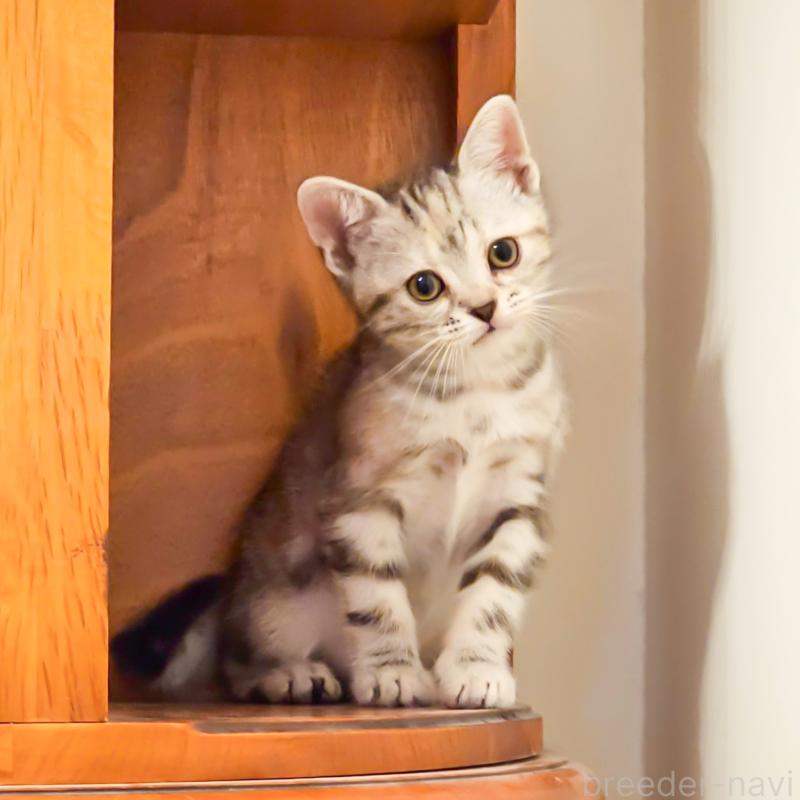 販売中の群馬県のアメリカンショートヘア-130240