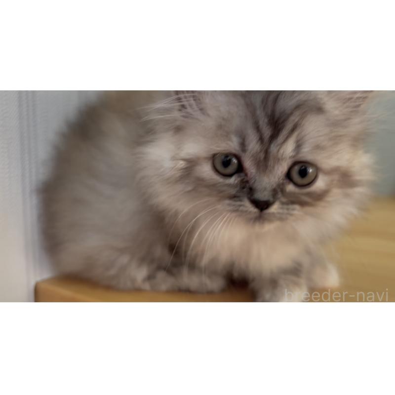 販売中の群馬県のミヌエット-132403の3枚目