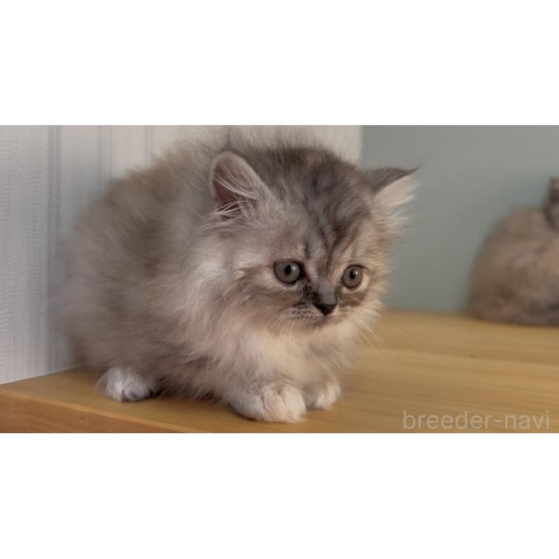 販売中の群馬県のミヌエット-132403の2枚目