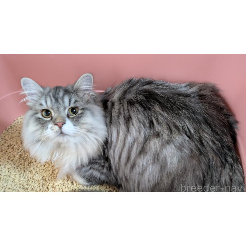 販売中の大阪府のミヌエット-121834の2枚目