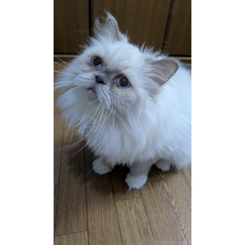 販売中の大阪府のミヌエット-126295の2枚目