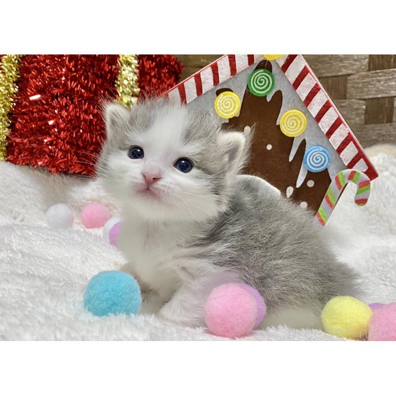 販売中の愛知県のミヌエット-132571の6枚目