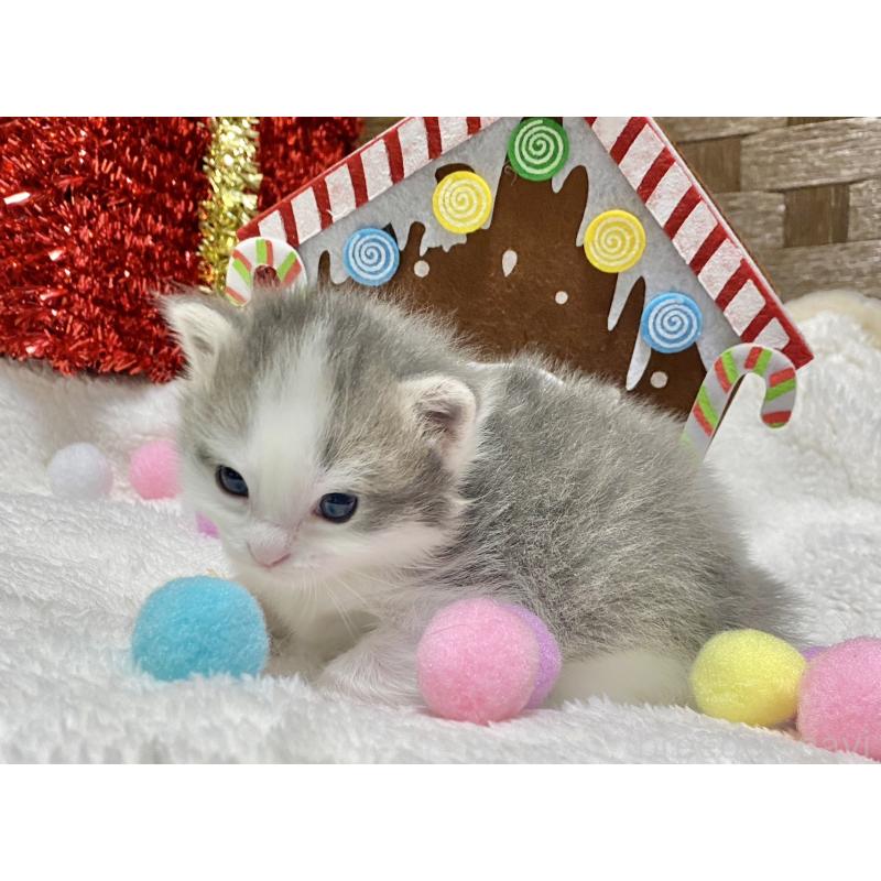 販売中の愛知県のミヌエット-132571の5枚目