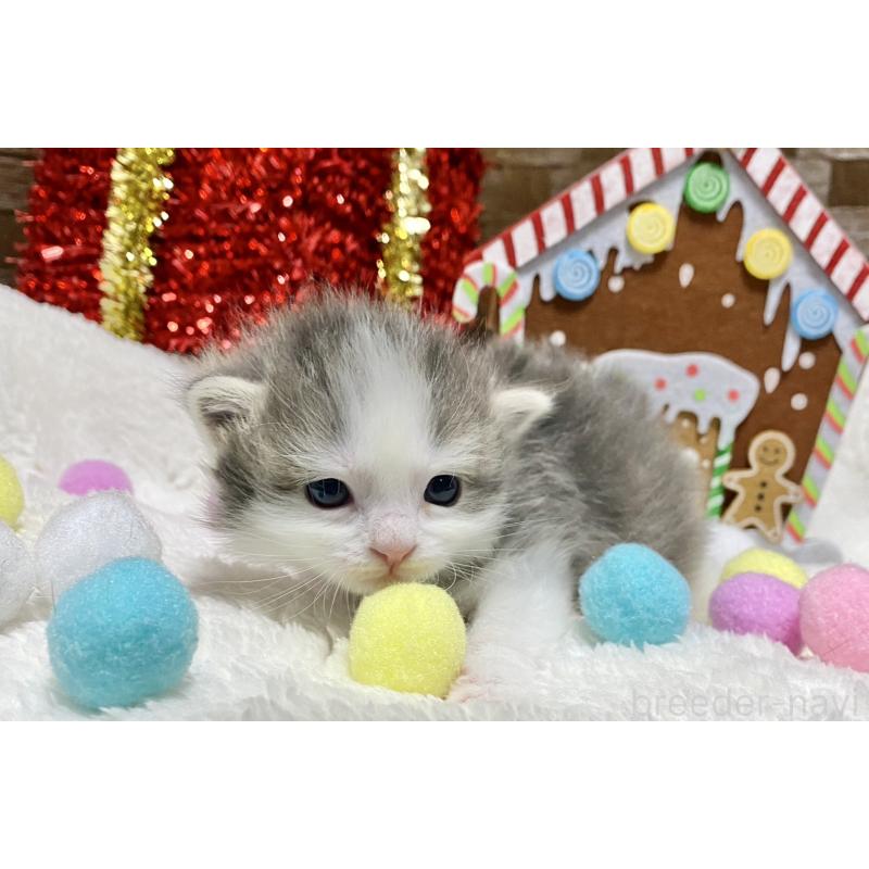 販売中の愛知県のミヌエット-132571の4枚目