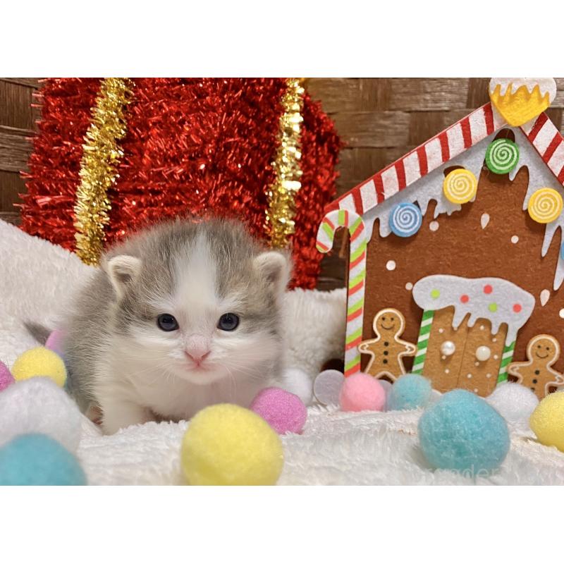 販売中の愛知県のミヌエット-132571の3枚目