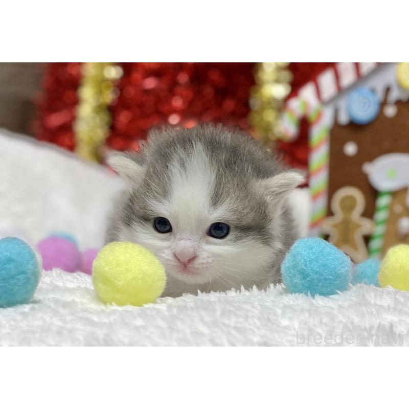 販売中の愛知県のミヌエット-132571の2枚目