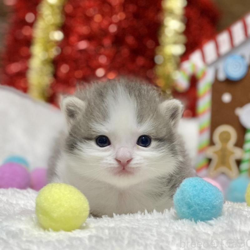 販売中の愛知県のミヌエット-132571の1枚目