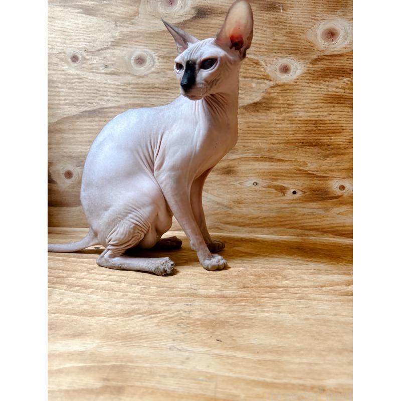 ローズちゃん1枚目