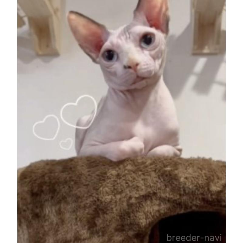 ののスフィンクス-