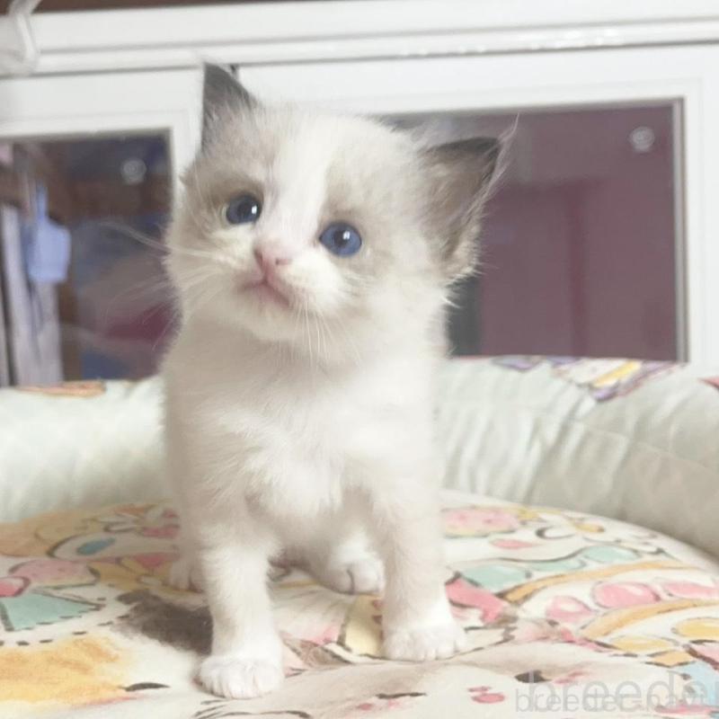 販売中の千葉県のラグドール-132575の5枚目