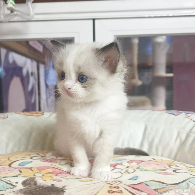 販売中の千葉県のラグドール-132575の4枚目