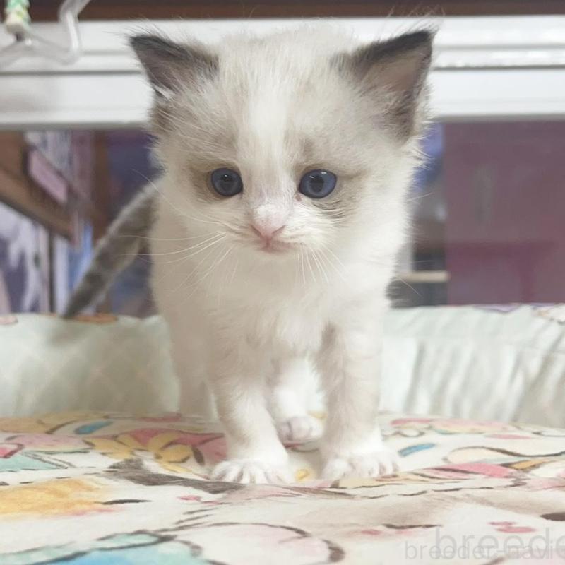 販売中の千葉県のラグドール-132575の3枚目