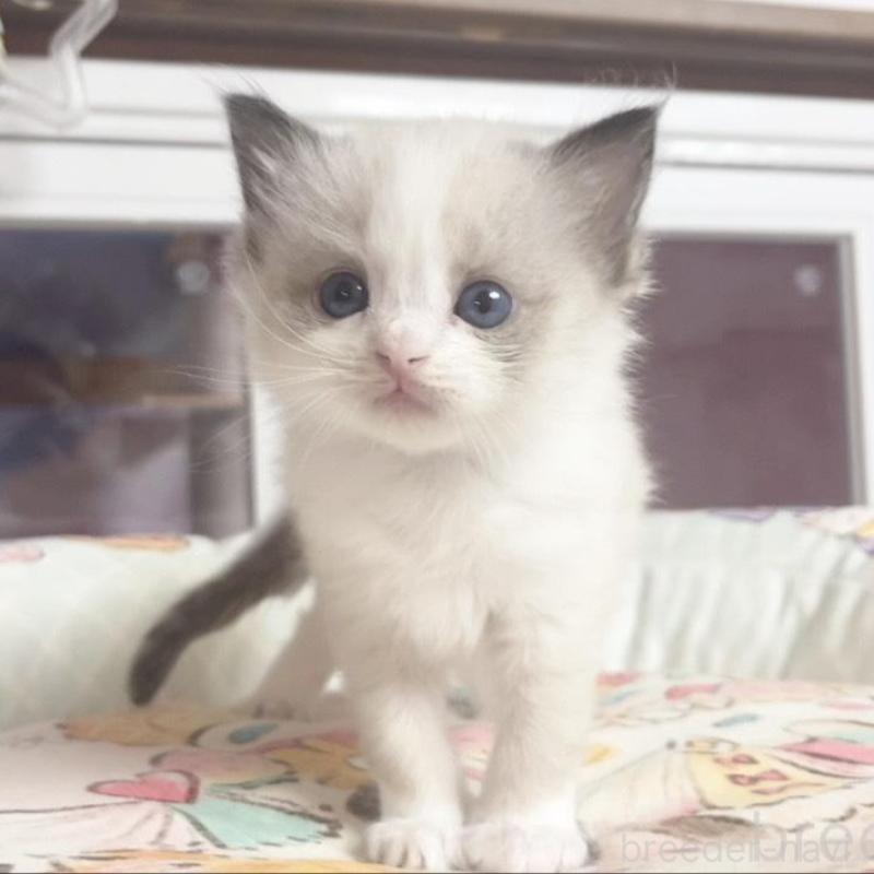 販売中の千葉県のラグドール-132575