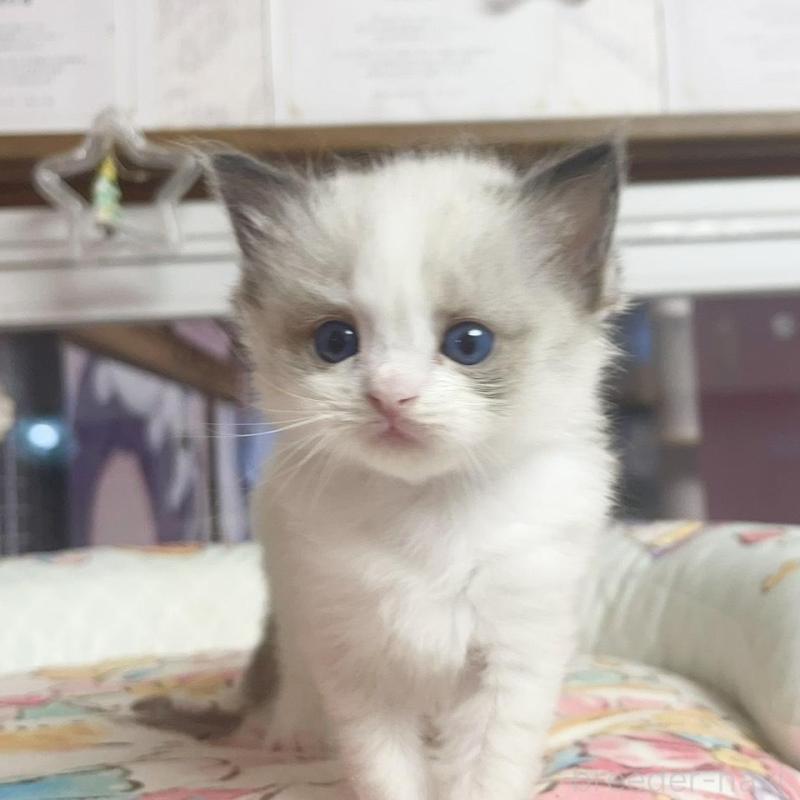 販売中の千葉県のラグドール-132575の2枚目