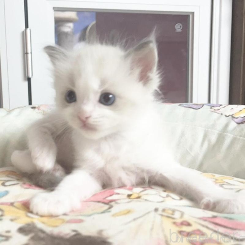 販売中の千葉県のラグドール-132574の5枚目