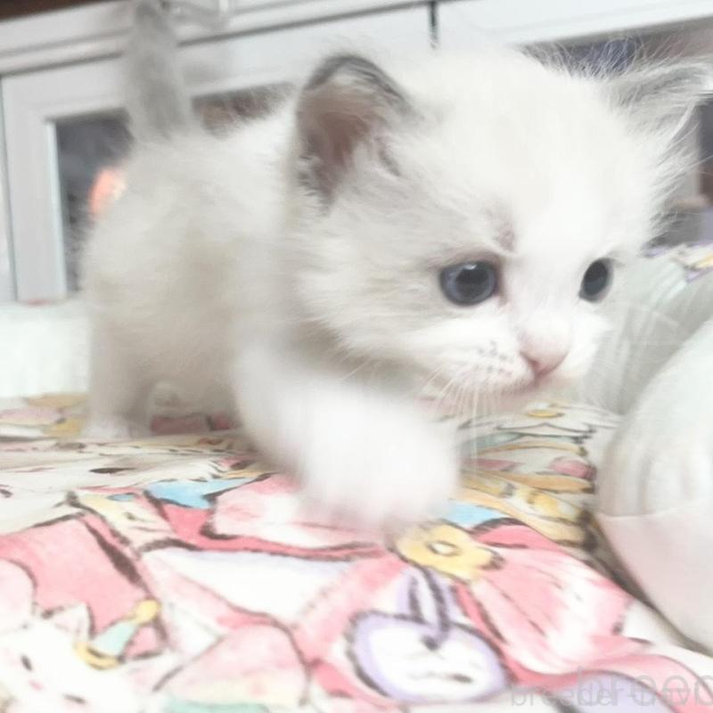 販売中の千葉県のラグドール-132574の4枚目