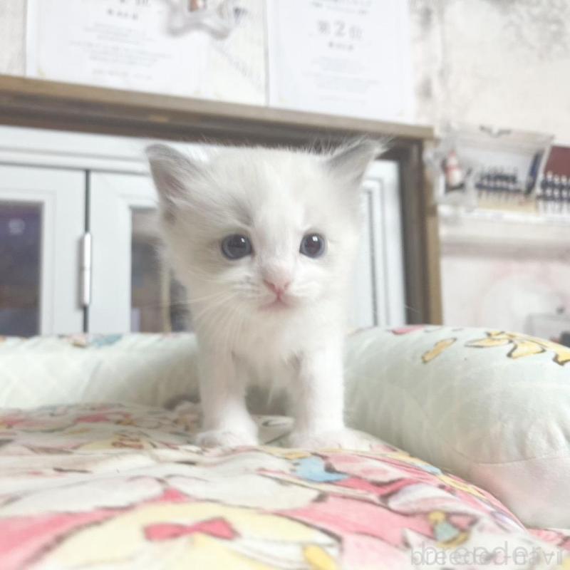 販売中の千葉県のラグドール-132574の3枚目