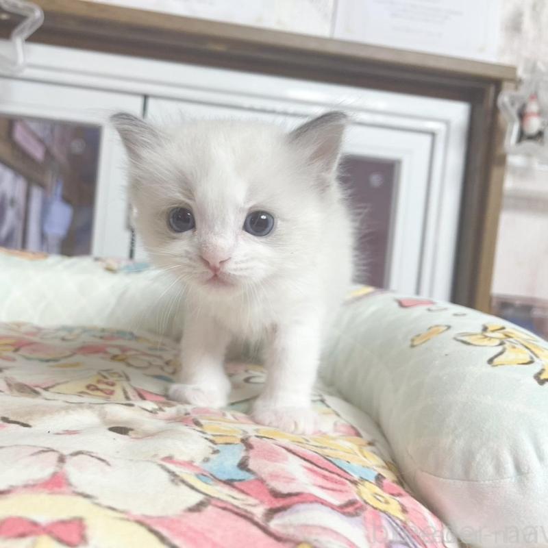 販売中の千葉県のラグドール-132574の2枚目