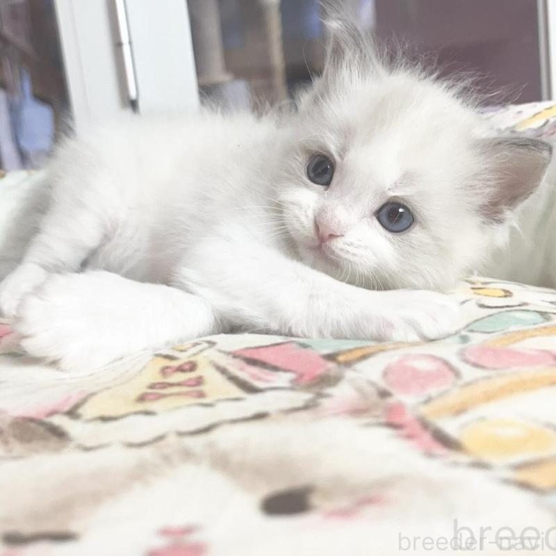 販売中の千葉県のラグドール-132574の1枚目