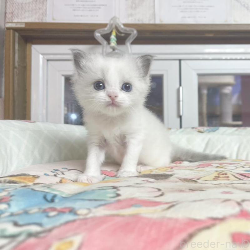 販売中の千葉県のラグドール-132573