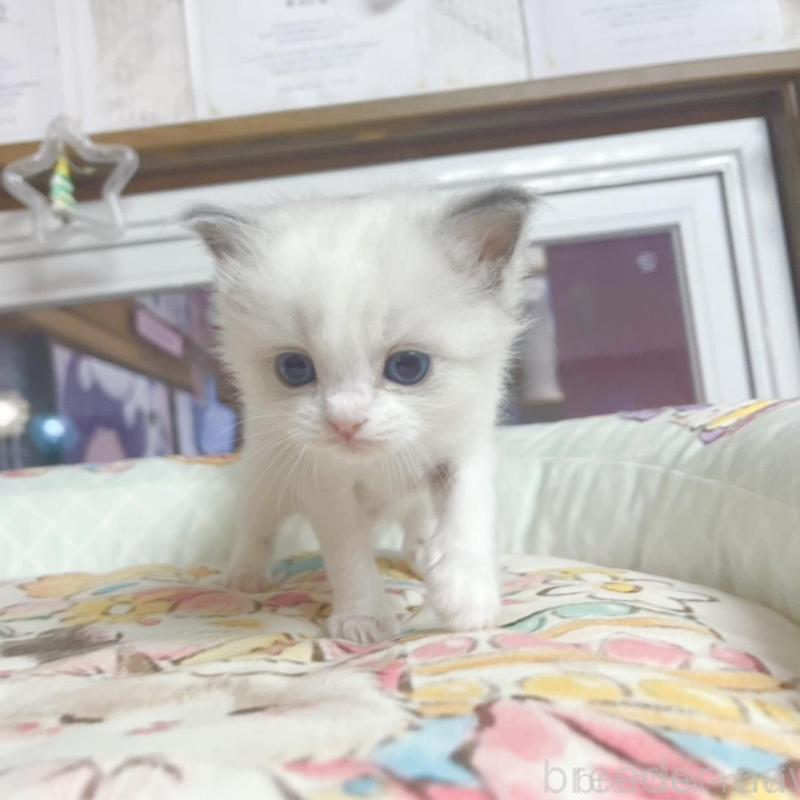 販売中の千葉県のラグドール-132573の2枚目