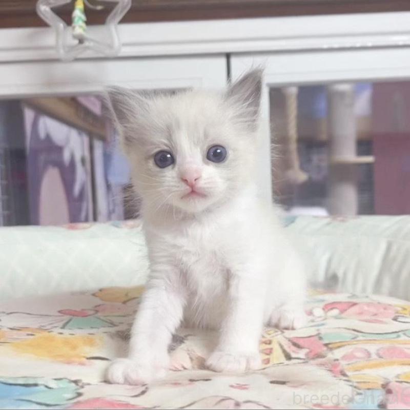 販売中の千葉県のラグドール-132572