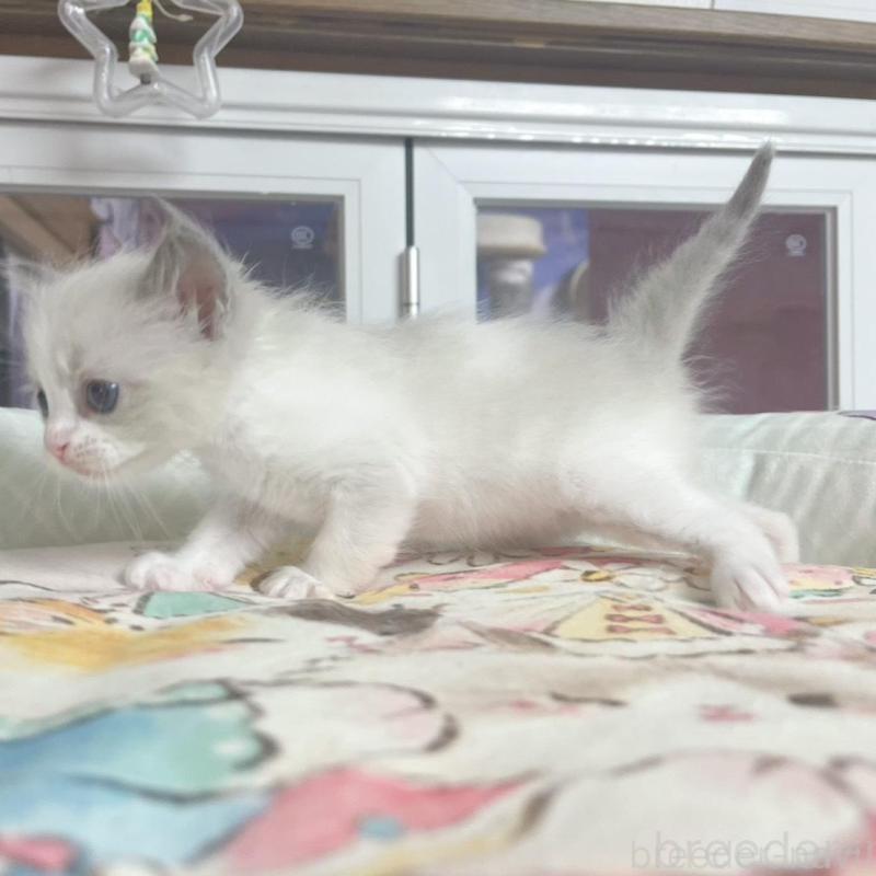 販売中の千葉県のラグドール-132572の5枚目