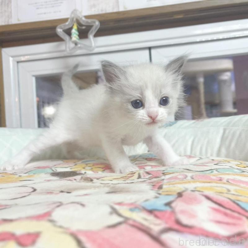 販売中の千葉県のラグドール-132572の4枚目