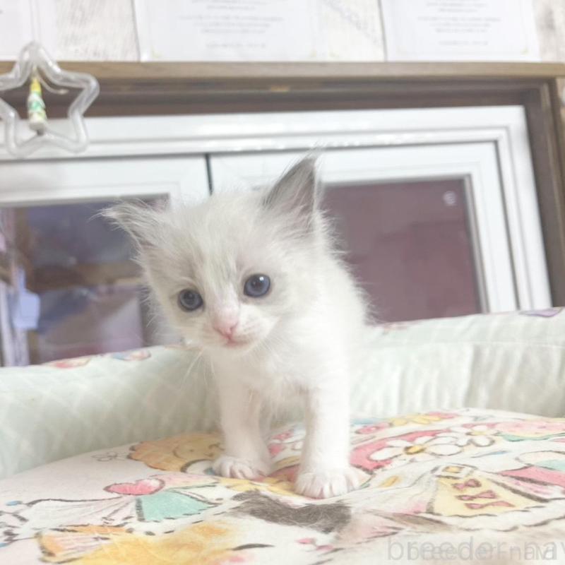 販売中の千葉県のラグドール-132572の3枚目