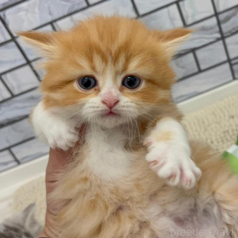 販売中の福岡県のマンチカン-132576