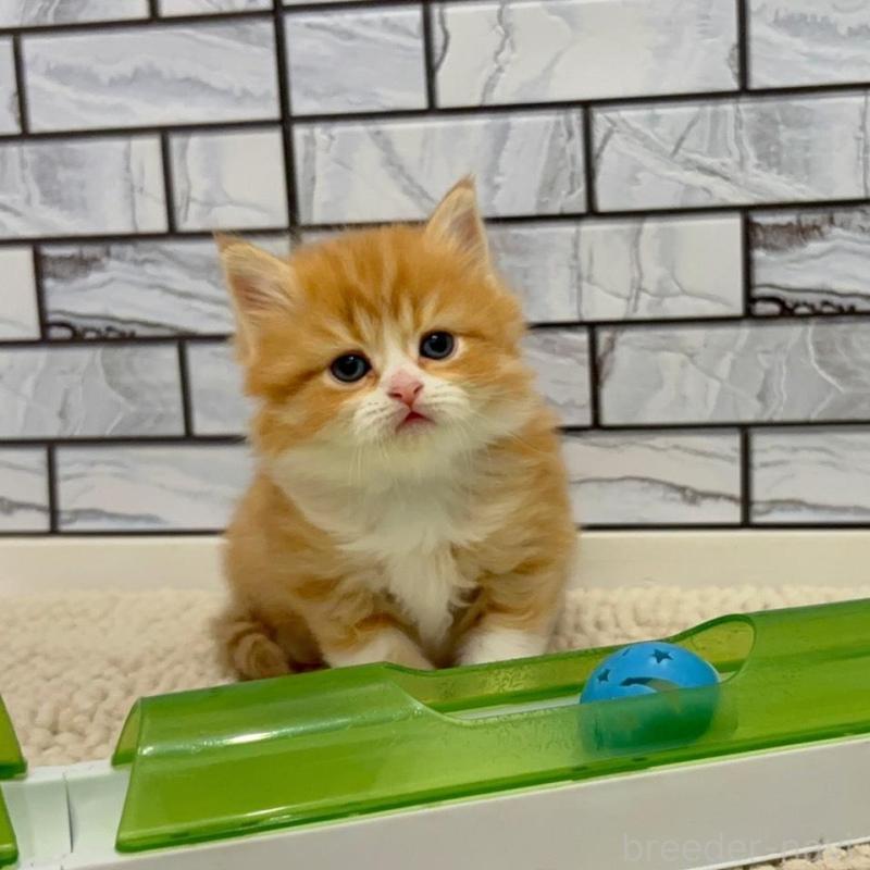 販売中の福岡県のマンチカン-132576の5枚目