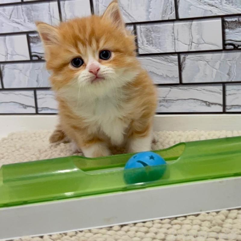 販売中の福岡県のマンチカン-132576の4枚目