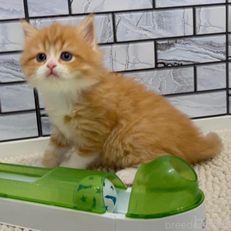 販売中の福岡県のマンチカン-132576の3枚目