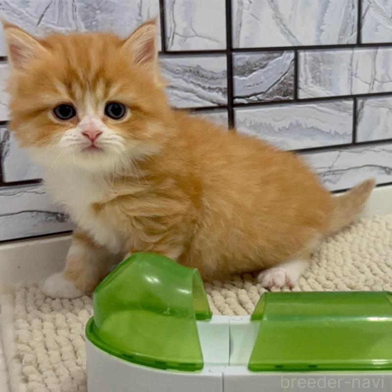 販売中の福岡県のマンチカン-132576の2枚目