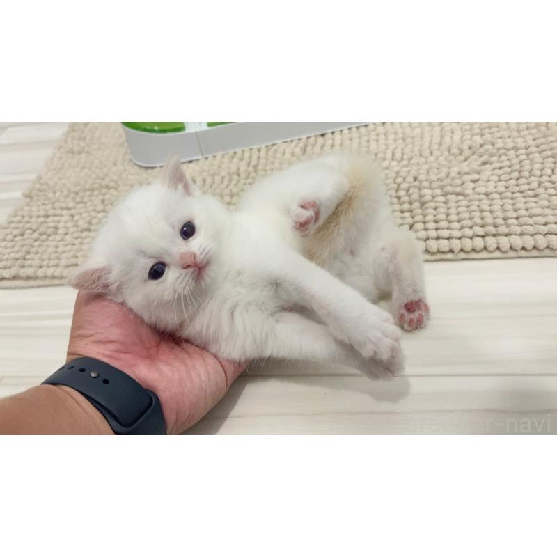 販売中の福岡県のマンチカン-132577の5枚目