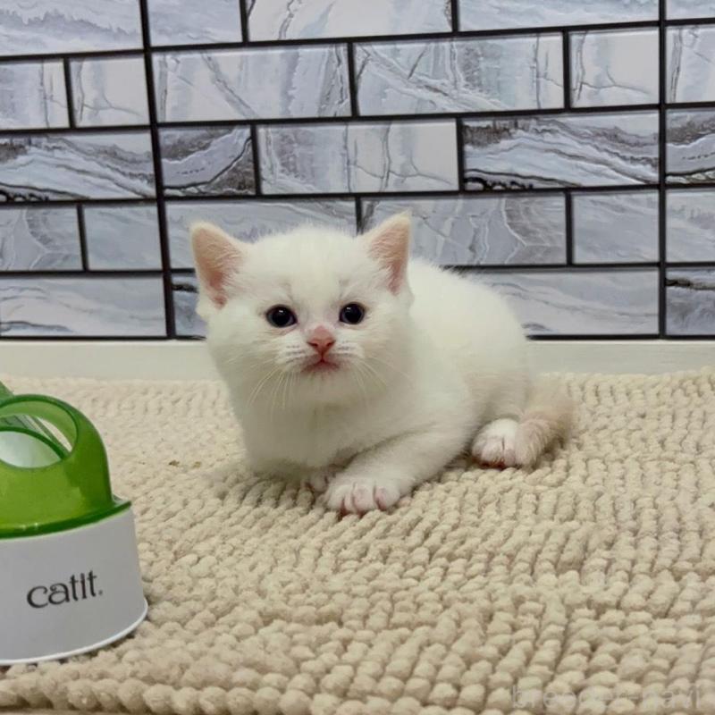 販売中の福岡県のマンチカン-132577の4枚目