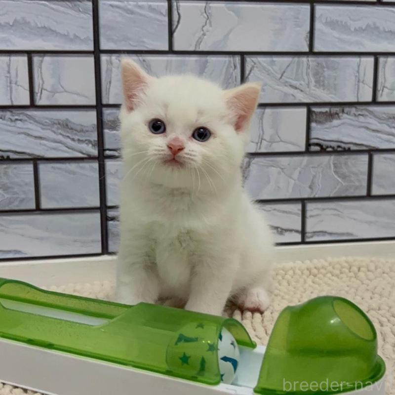 販売中の福岡県のマンチカン-132577の3枚目