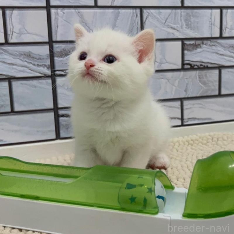 販売中の福岡県のマンチカン-132577の2枚目