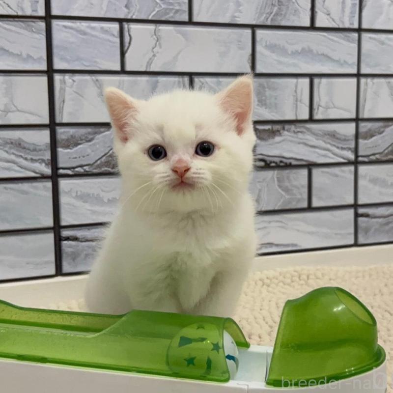 販売中の福岡県のマンチカン-132577の1枚目