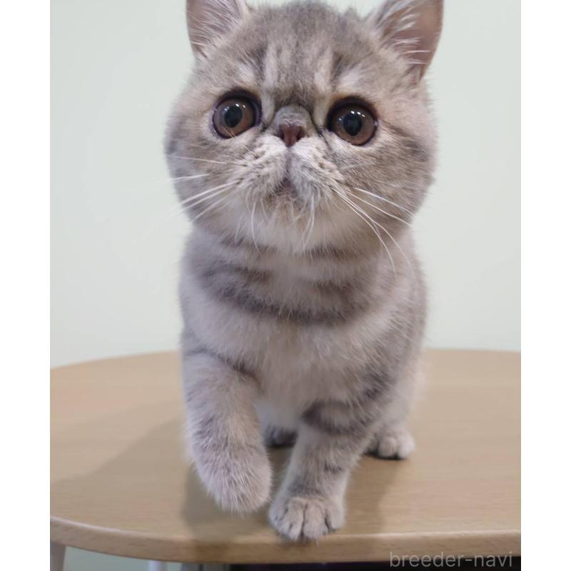 販売中の岡山県のエキゾチックショートヘア-132578の5枚目