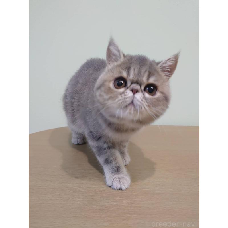 販売中の岡山県のエキゾチックショートヘア-132578の4枚目