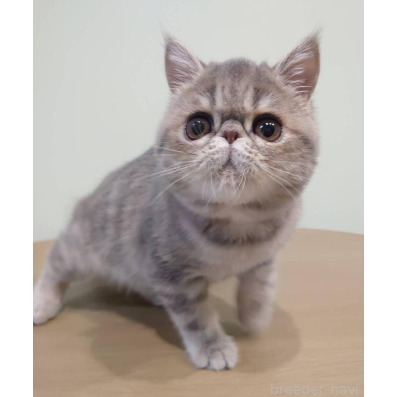 販売中の岡山県のエキゾチックショートヘア-132578の3枚目