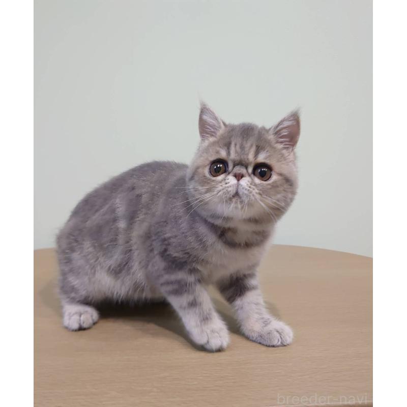 販売中の岡山県のエキゾチックショートヘア-132578の2枚目