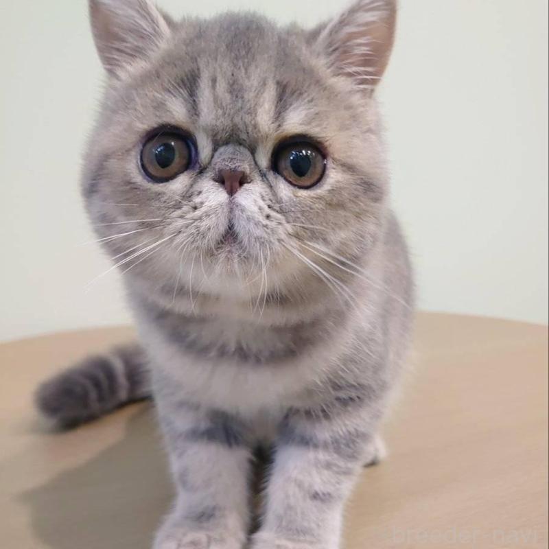 販売中の岡山県のエキゾチックショートヘア-132578の1枚目