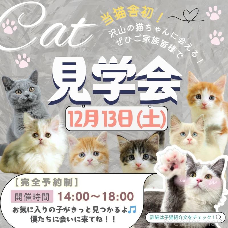 成約済の埼玉県のマンチカン-130584の3枚目
