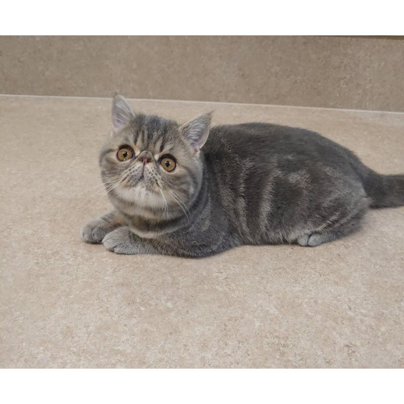 販売中の岡山県のエキゾチックショートヘア-132579の5枚目