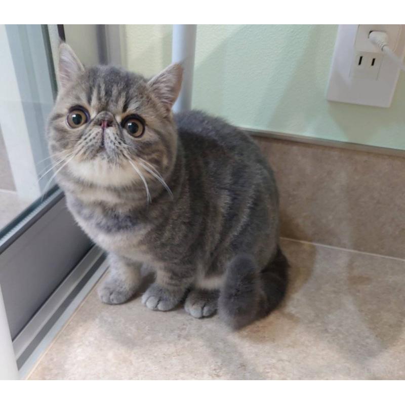 販売中の岡山県のエキゾチックショートヘア-132579の4枚目