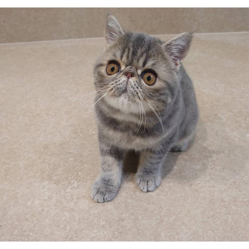 販売中の岡山県のエキゾチックショートヘア-132579の3枚目