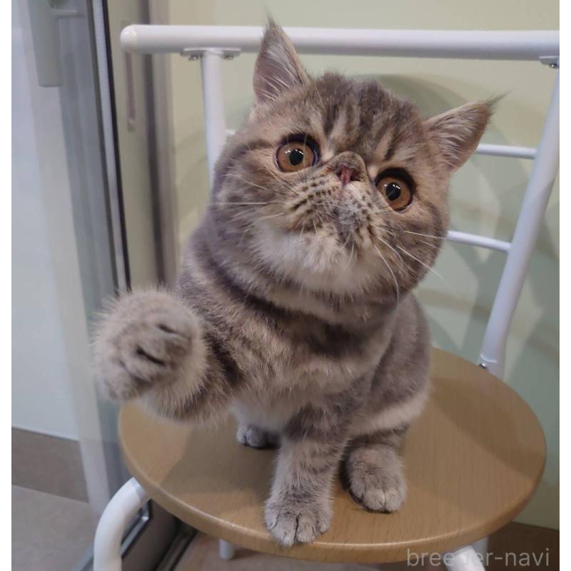 販売中の岡山県のエキゾチックショートヘア-132579の2枚目